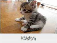 上海巨仁电子商务有限公司