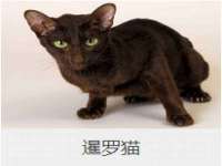 上海巨仁电子商务有限公司