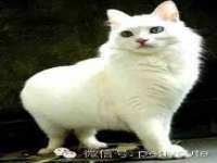 上海巨仁电子商务有限公司