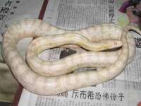 上海巨仁电子商务有限公司